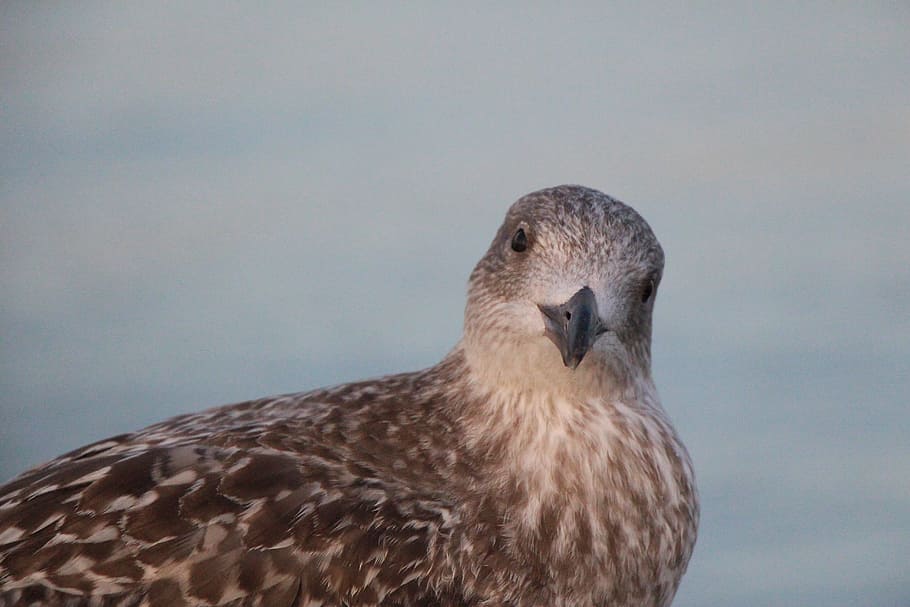seagull, beach, ocean, bird, north sea, baltic sea, most beach HD wallpaper