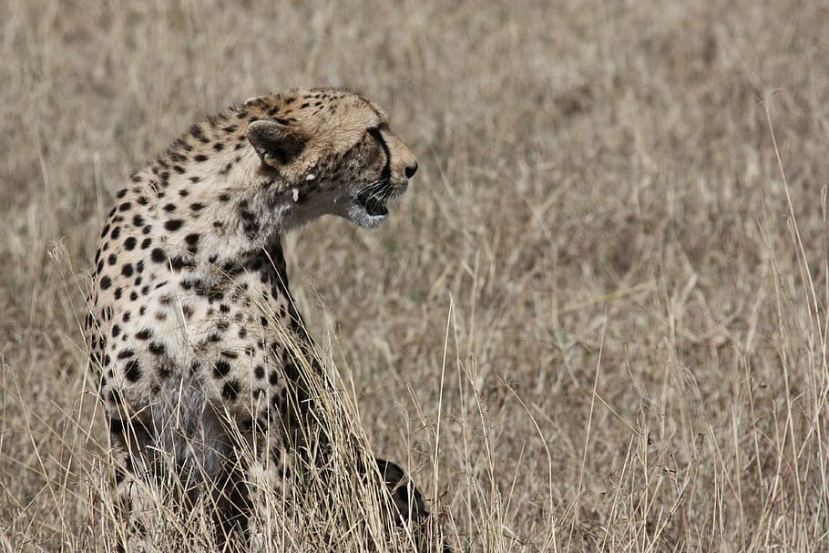 tilt shift lens photo of leopard, cheetah, cat, predator, big cat HD wallpaper
