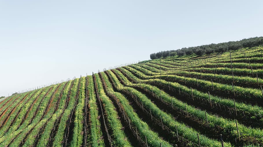 aerial photography of plant field, photography of vineyard, vines HD wallpaper