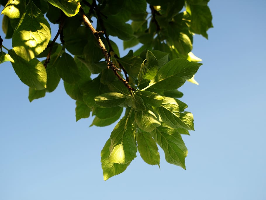 plum, foliage, sad, spring, sprig, sky, nature, fruit growing HD wallpaper