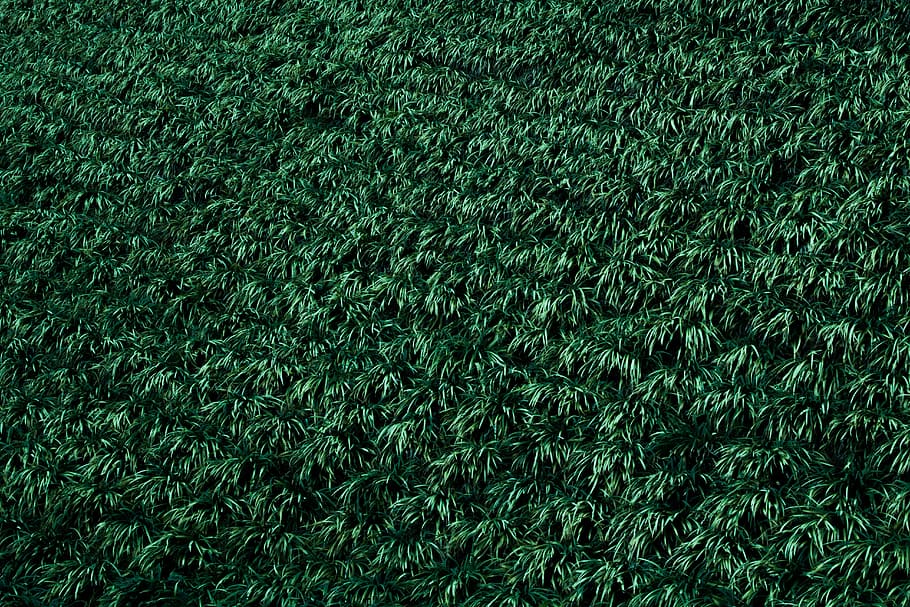 green leaves, green leafed plant field, green plants, grass, backgrounds HD wallpaper