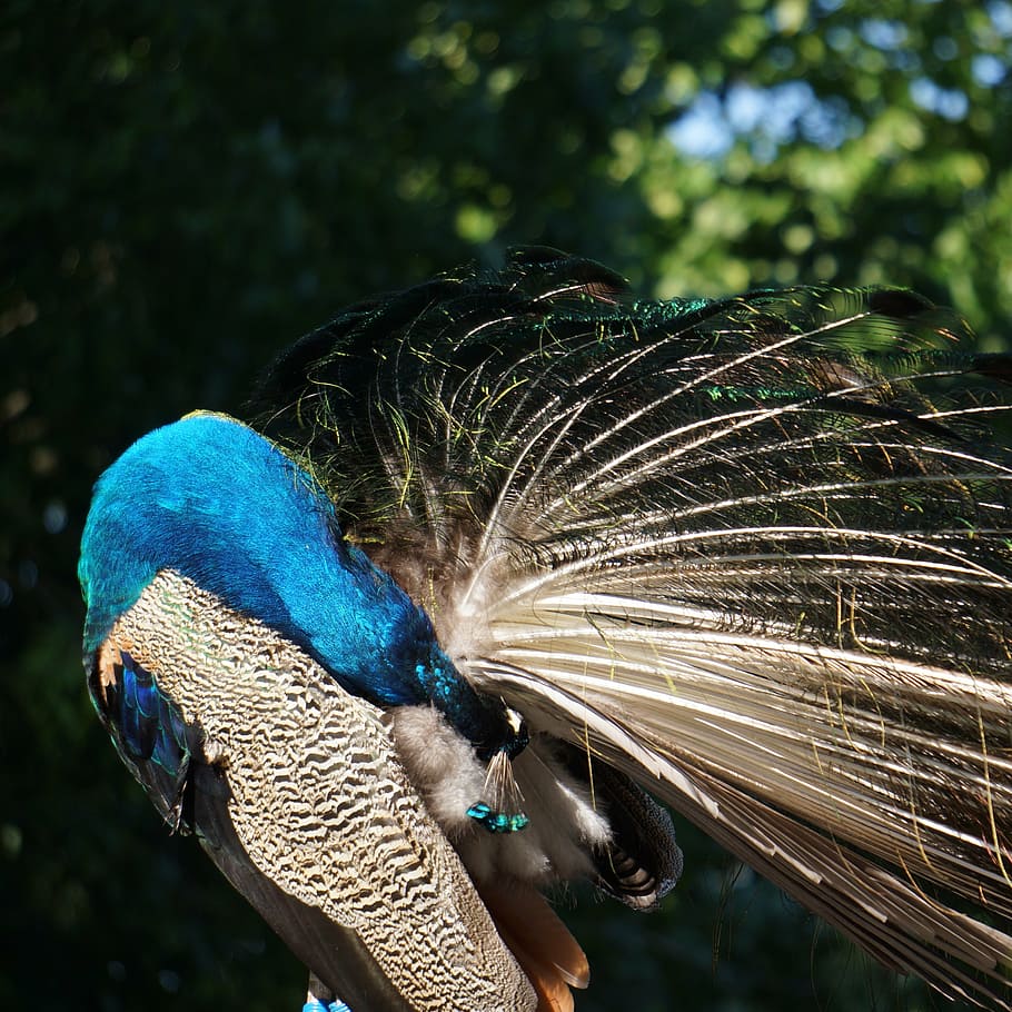 pavo cristatus, peacock, male, clean themselves, end of the tail below