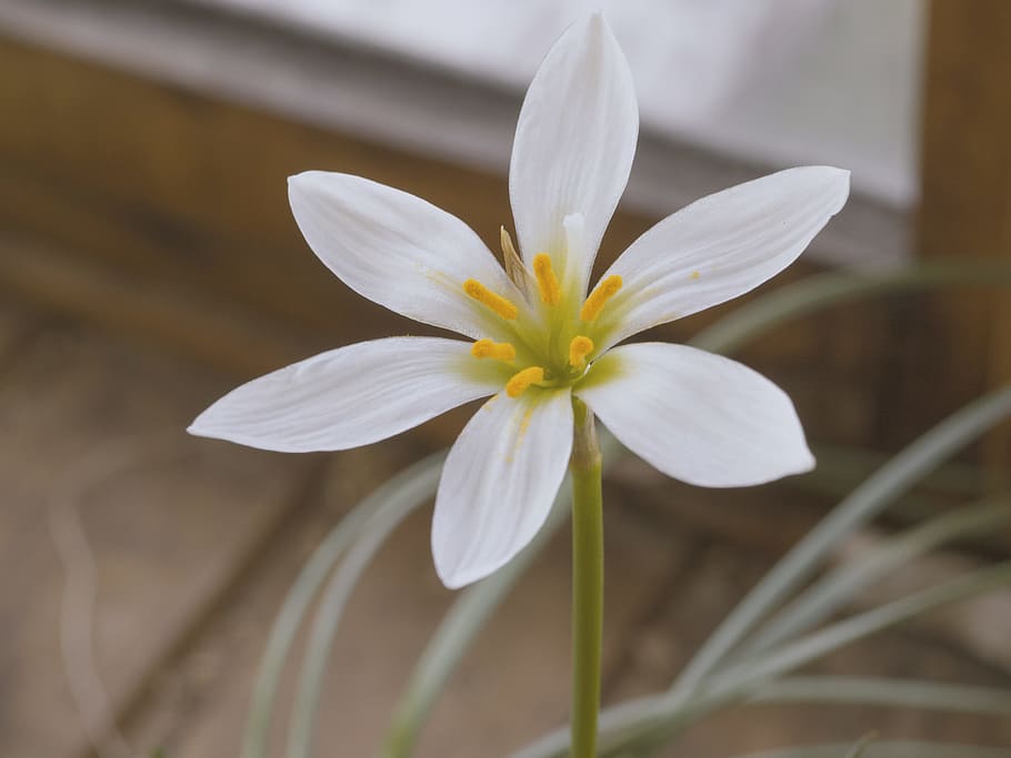 petals, plant, flower, macro, bloom, blossom, flora, HD wallpaper HD wallpaper