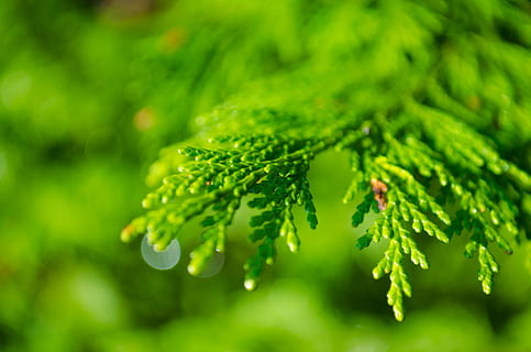 selective focus photo of green leafed plant, background, branch HD wallpaper