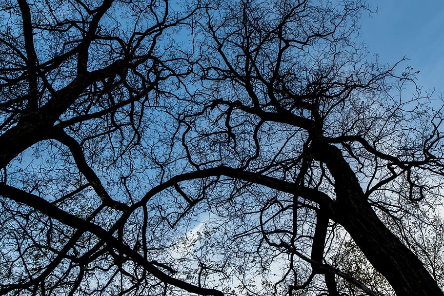 trees, branches, the sky, blue, contrast, sunset, autumn, nature HD wallpaper