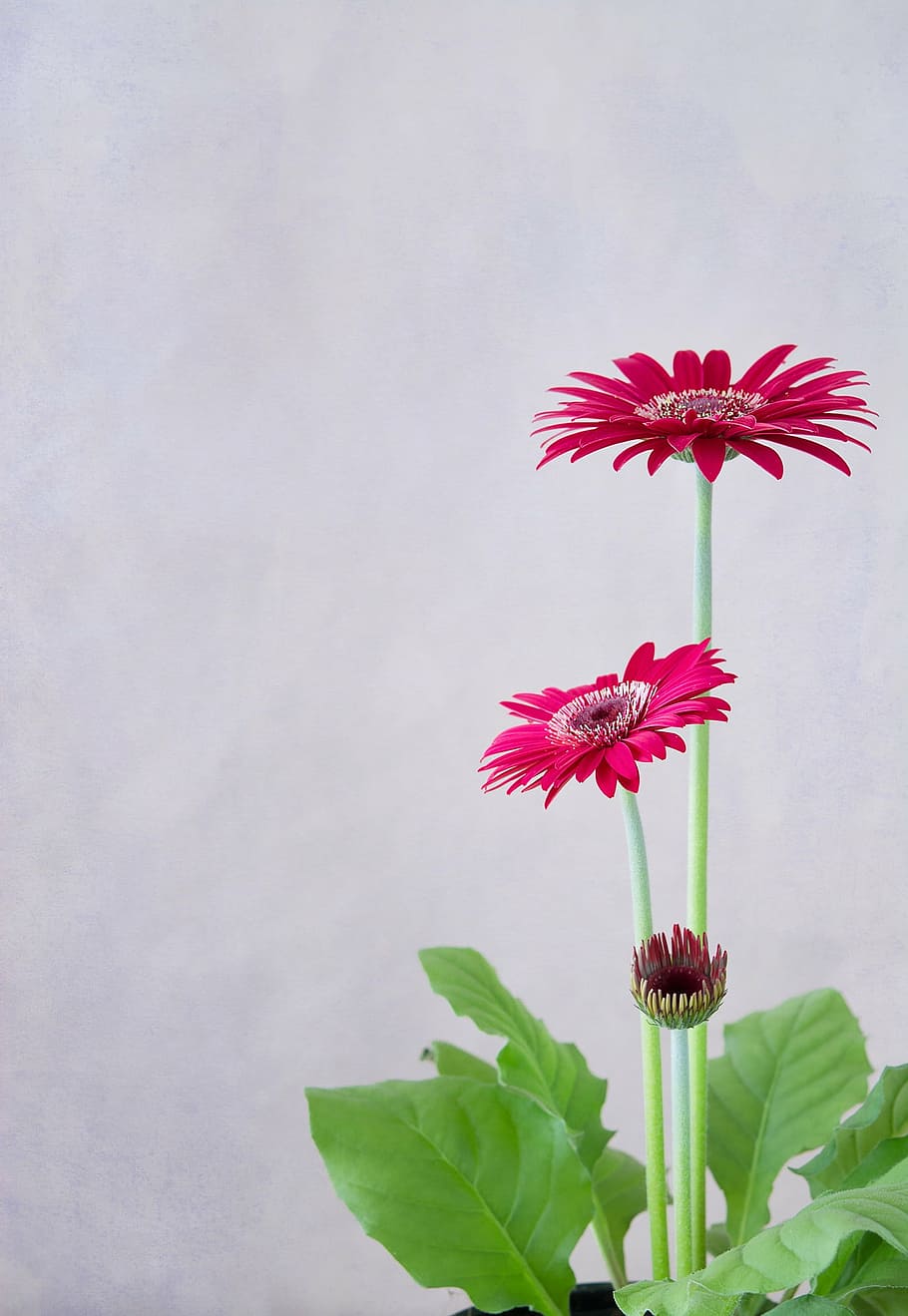 pink flowers, gerbera, red, petals, plant, close, text dom HD wallpaper