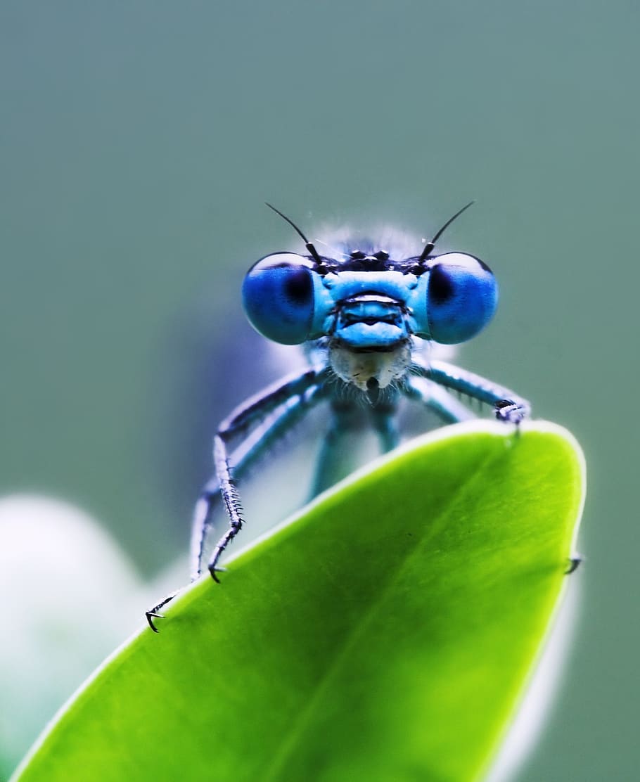macro photography of blue damselfly perched on green leaf, dragonfly