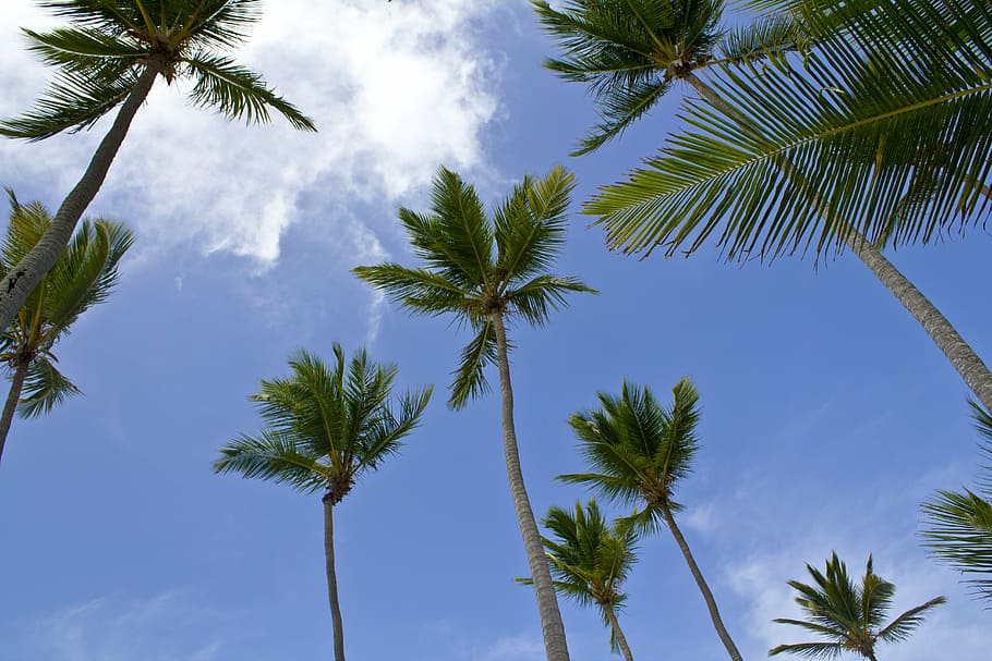 palms, caribbean, beach, sky, blue, landscape, nature, palm Tree HD wallpaper