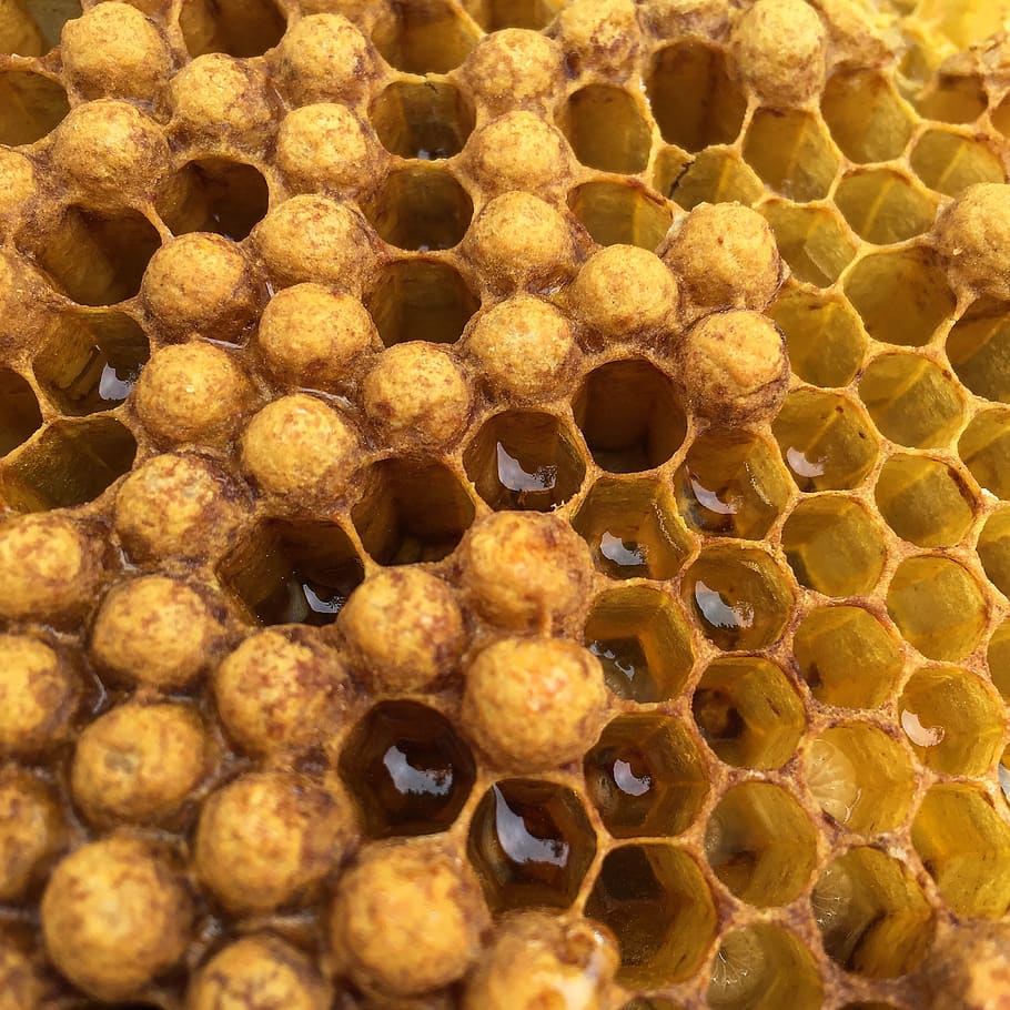 beehive, honey, honeycomb, hexagon, wax, yellow, summer, nature, HD wallpaper
