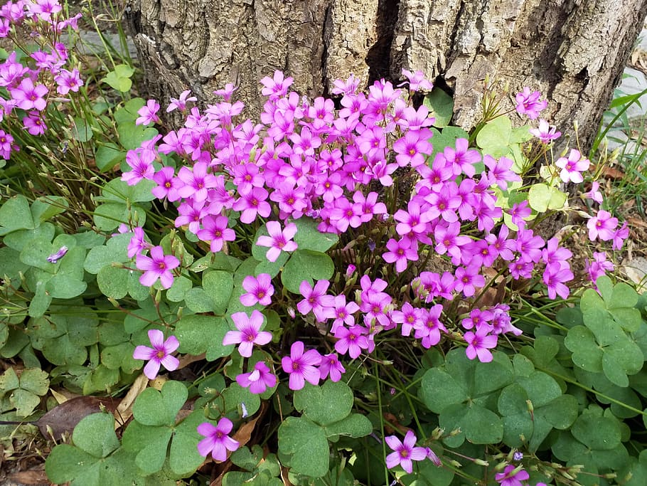 flower, flowers, flowering plant, beauty in nature, freshness HD wallpaper