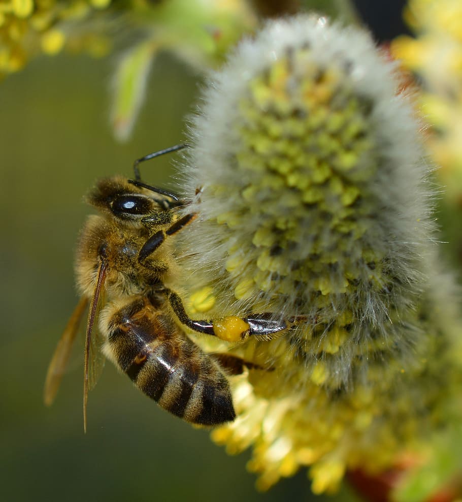 white and black honey bee, macro, blossom, bloom, insect, plant HD wallpaper
