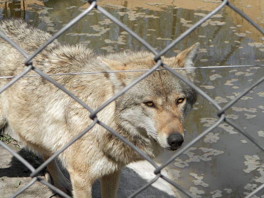 gray wolf, zoo, closed, grid, animal, animal themes, one animal HD wallpaper