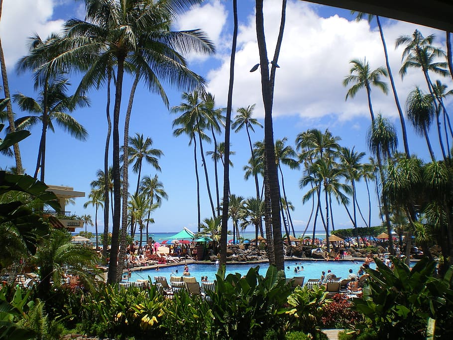 palms, coconut, trees, tall, perennials, hotel, resort, swimming pool HD wallpaper