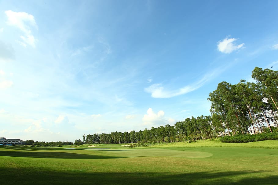 golf course, green space, landscape, green color, plant, tree HD wallpaper