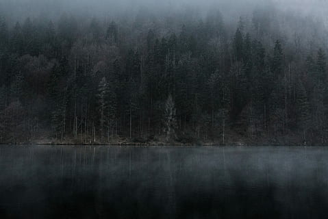 calm body of water, foggy forest and bodies of water, tree, mist HD wallpaper