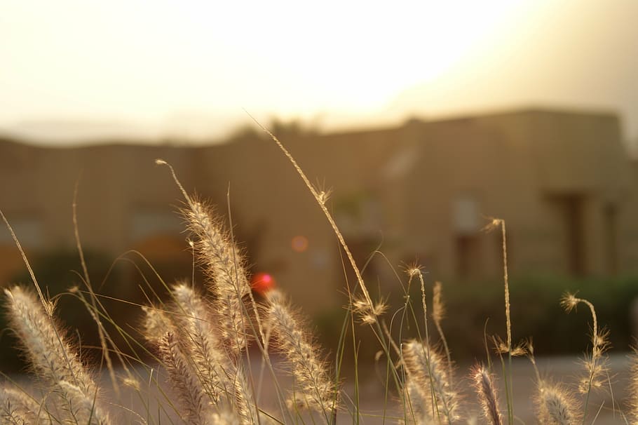 grass, nature, sunset, egypt, green, field, natural, environment HD wallpaper