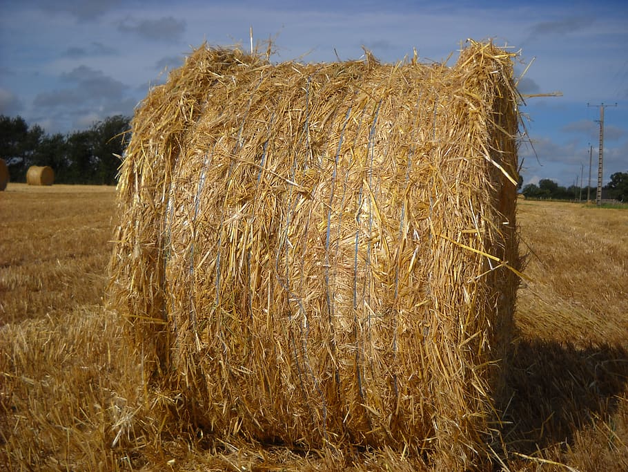 straw, field, boot, yellow, hay, agriculture, farm, bale, rural scene HD wallpaper