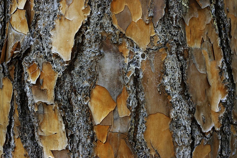 tree, desktop, nature, bark, pattern, closeup, wood, trunk HD wallpaper