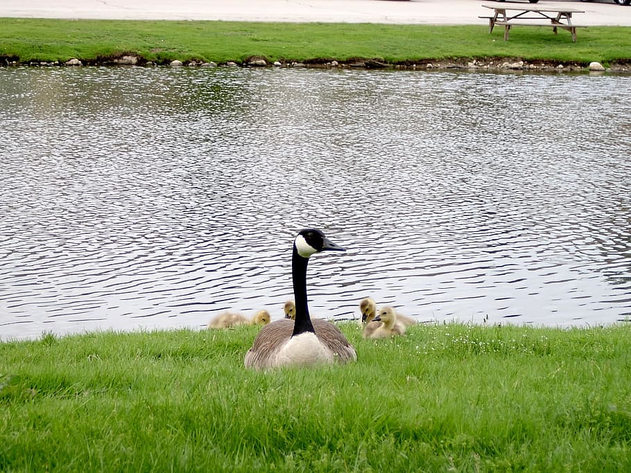 Goose, Geese, Canada, Canadian, baby geese, goslings, waterfowl, HD wallpaper