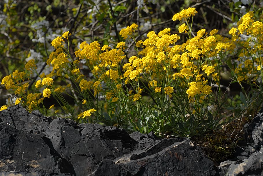 spring, flowers, wild, crag, yellow, plant, flowering plant HD wallpaper