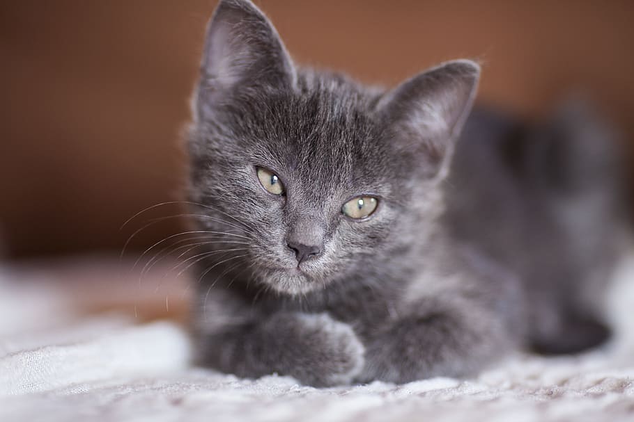 Russian blue cat, grey, animals, pets, overview, cute, eye, kitty, HD wallpaper