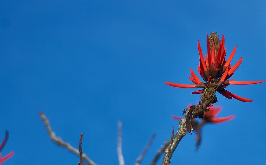 flower, nature, petals, stem, blue, plant, growth, beauty in nature HD wallpaper