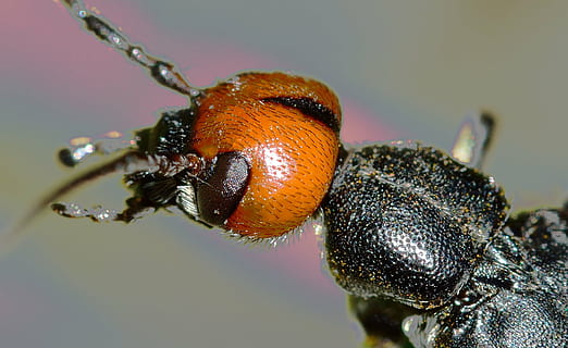 macro photo of black and orange false bombardier beetle, insects HD wallpaper