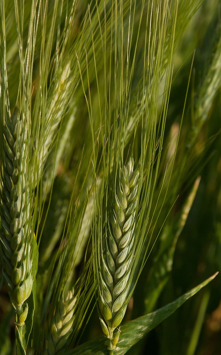 wheat, spikes, cereals, wheat fields, growth, plant, green color HD wallpaper