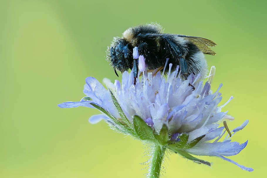 hummel, dew, macro, dewdrop, drop of water, close, nature, morning HD wallpaper