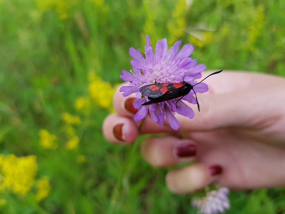 insect, red, black, flower, purple, human hand, flowering plant HD wallpaper