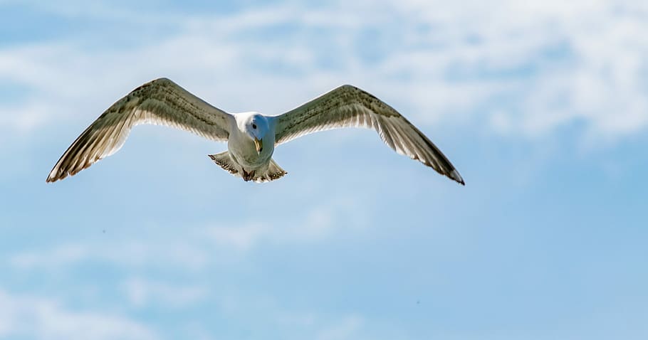 bird, flight, nature, sky, dom, seagull, summer, wind, span HD wallpaper
