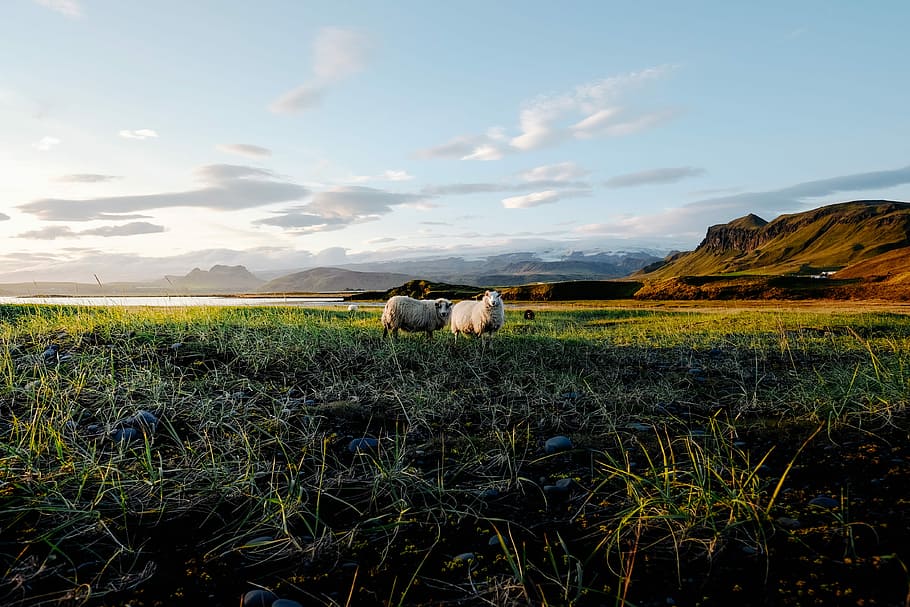 two lamb on grass field near mountain range, two white sheep standing on green grass field at day time HD wallpaper