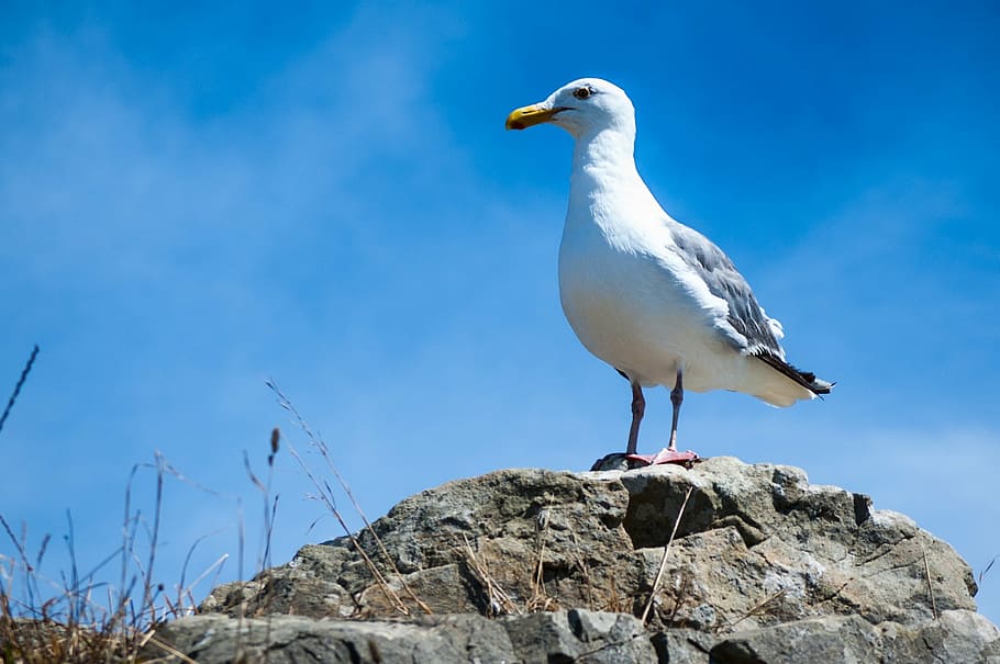 seagull, summer, flight, bird, nature, animal, outdoors, wildlife HD wallpaper