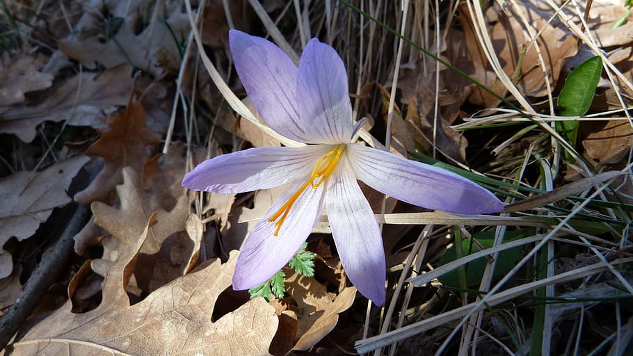 Flowers, Nature, Macro, Spring, Crocus, leaf, forest, plant HD wallpaper