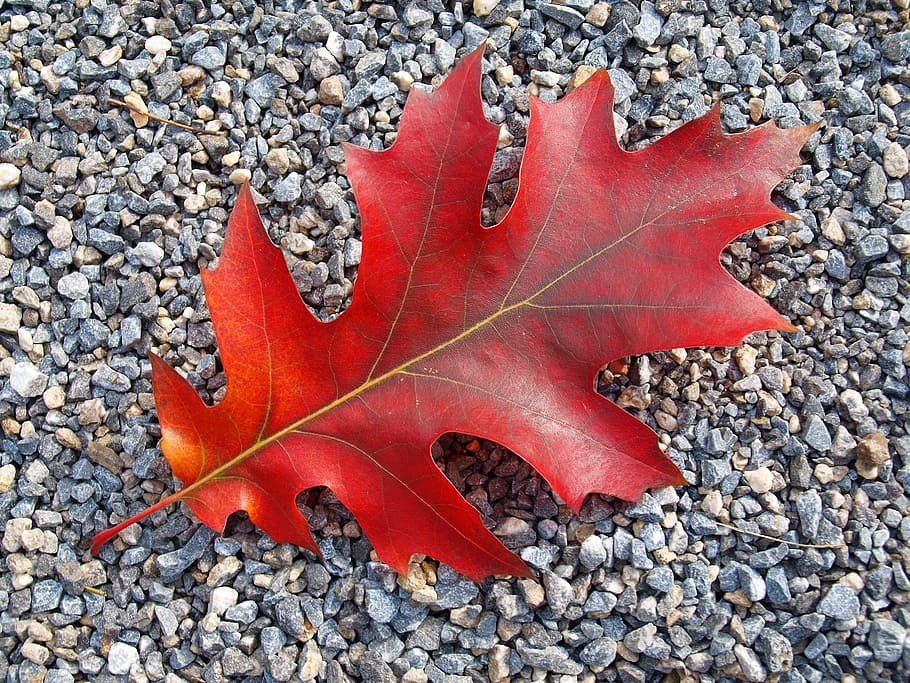red leaf on gray stones, autumn, fall foliage, leaves, fall color HD wallpaper