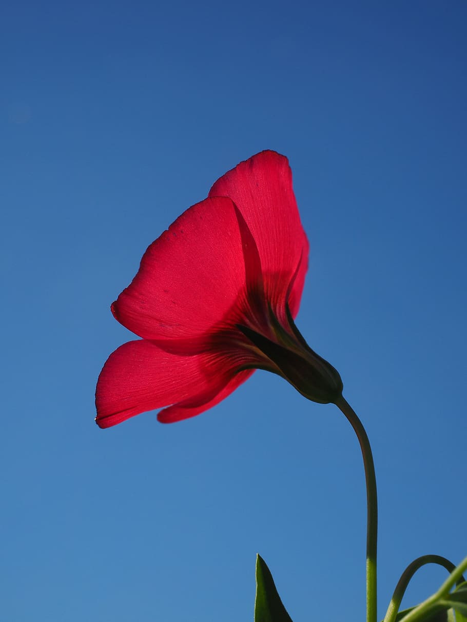 Blossom, Bloom, Flower, red lein, translucent, light red, pink HD wallpaper