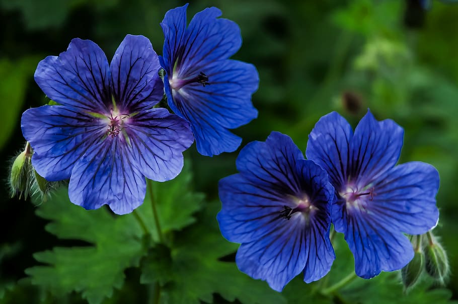close-up photo of blue petaled flowers, plants, geranium, nature