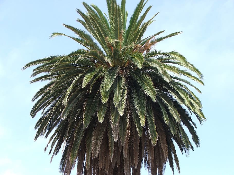 tree, palm, palm trees, leaves, palm leaves, green, plants HD wallpaper