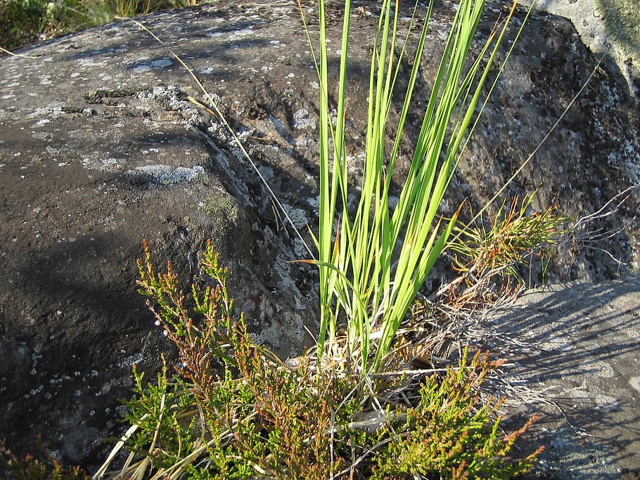 nature, grass, green, stone, plant, high angle view, no people HD wallpaper