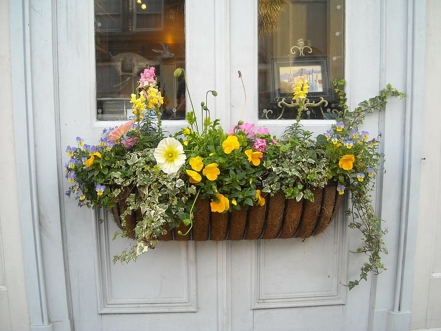 petaled flowers on pot hang on door, window box, house, architecture