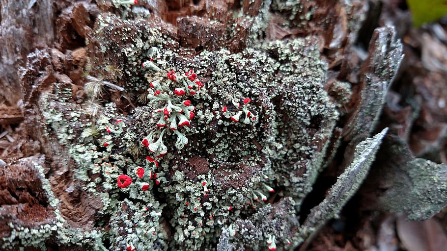nature, winter, lichen, stump, plant, growth, cold temperature HD wallpaper