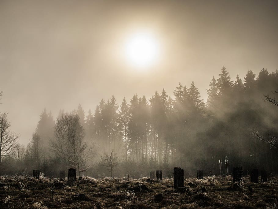 fog, forest, nature, sun, rays, šumava, backlight, romance HD wallpaper