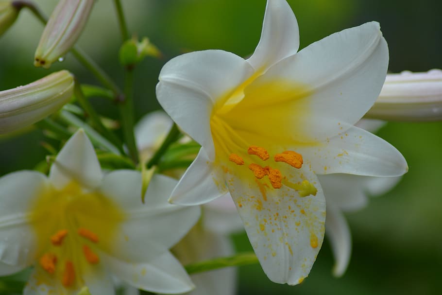 lily, white, flower, flowering plant, petal, fragility, beauty in nature HD wallpaper