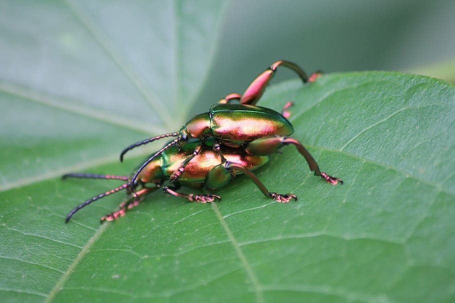 ladybugs, insects, macro, plant part, leaf, green color, invertebrate HD wallpaper
