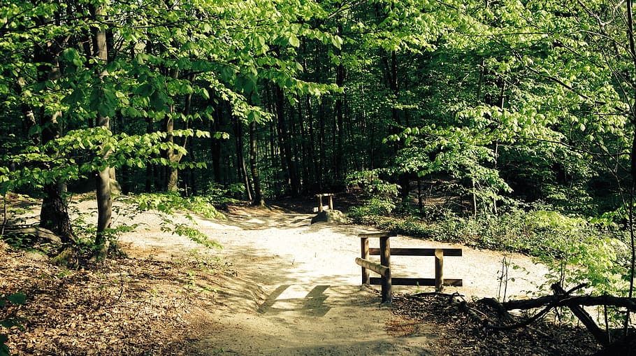 away, forest, trees, nature, forest path, landscape, lane, hiking HD wallpaper