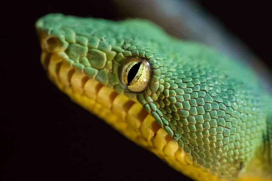 tilt-shift photography of green snake, green snake closeup photography HD wallpaper
