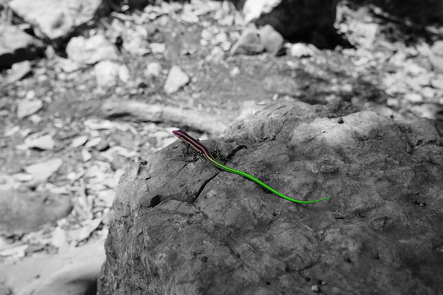 lizard, color, colorful, animal wildlife, one animal, invertebrate HD wallpaper