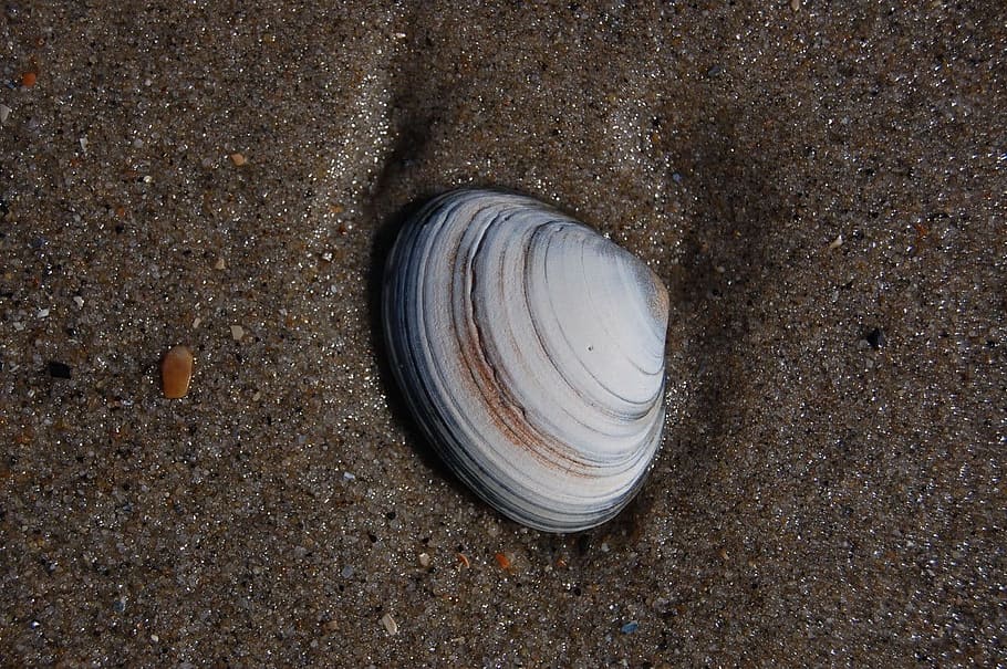 Shell, Beach, Beach, Sand, Seashell, animal Shell, summer, nature HD wallpaper