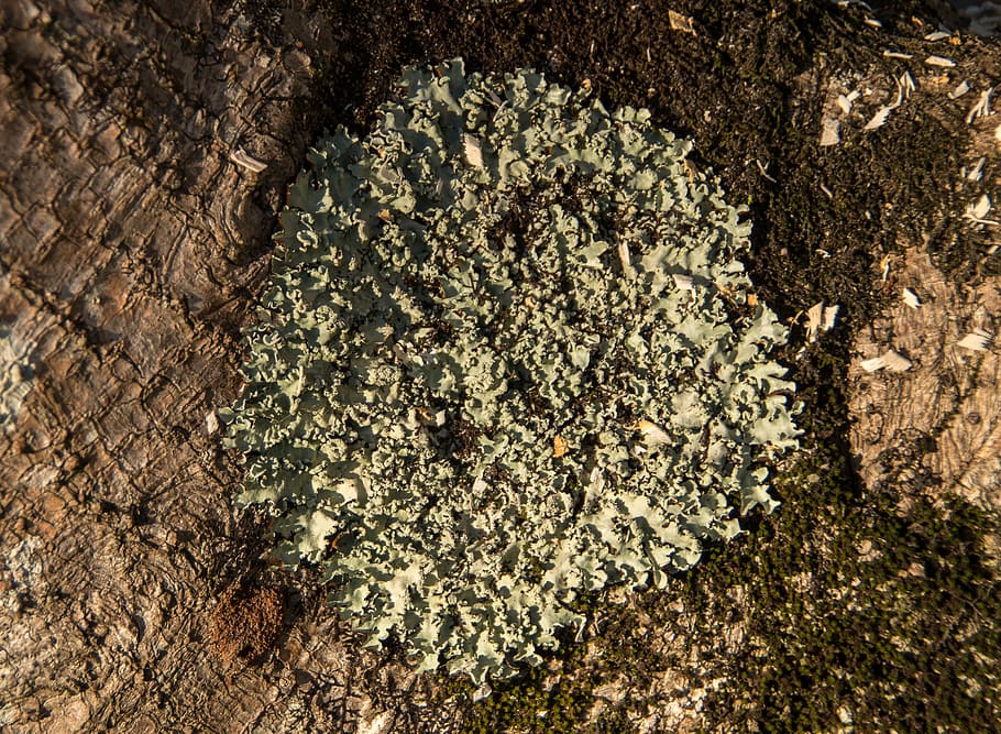 lichen, green, tree, delicate, feathery, bark, australia, high angle view, HD wallpaper