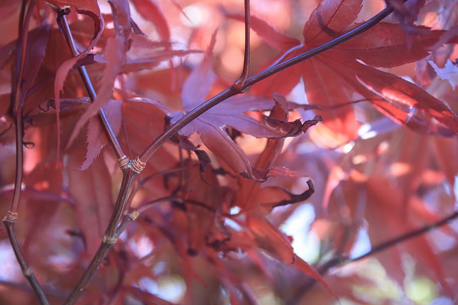 leaves, leaf, red, tree, summer, sunny, branch, autumn, plant HD wallpaper